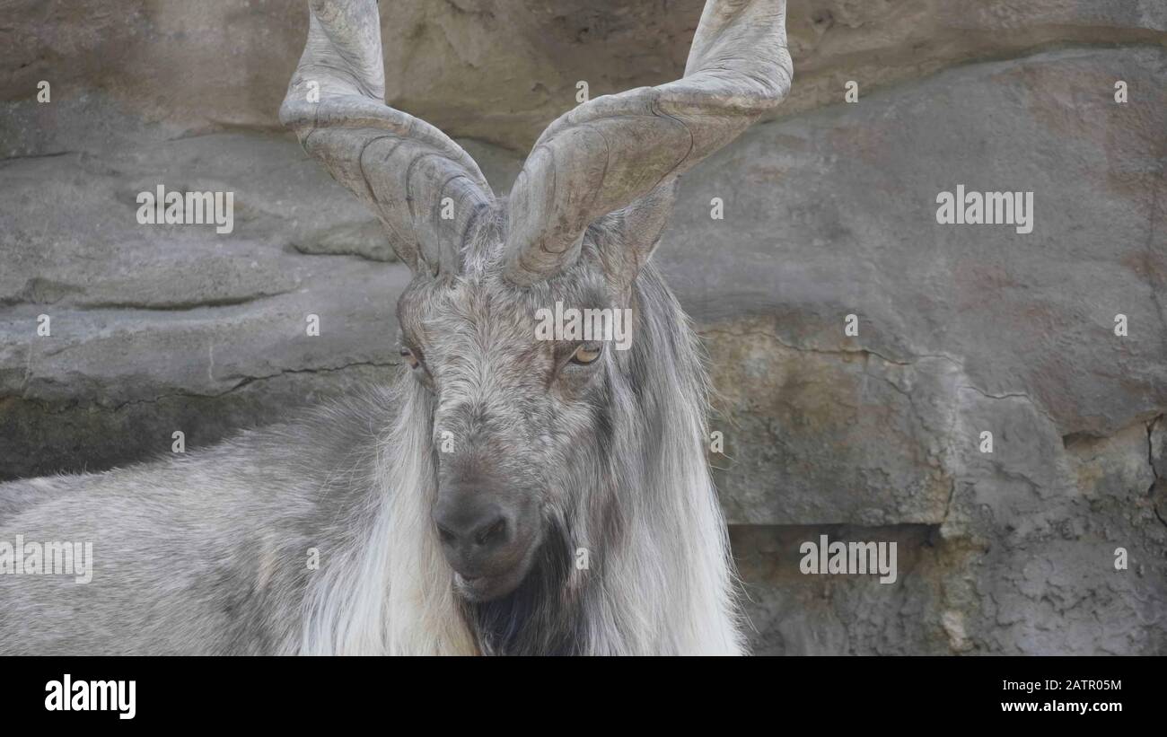 Beautiful mountain goat with helical long horns on the background of rocks. Stock Photo