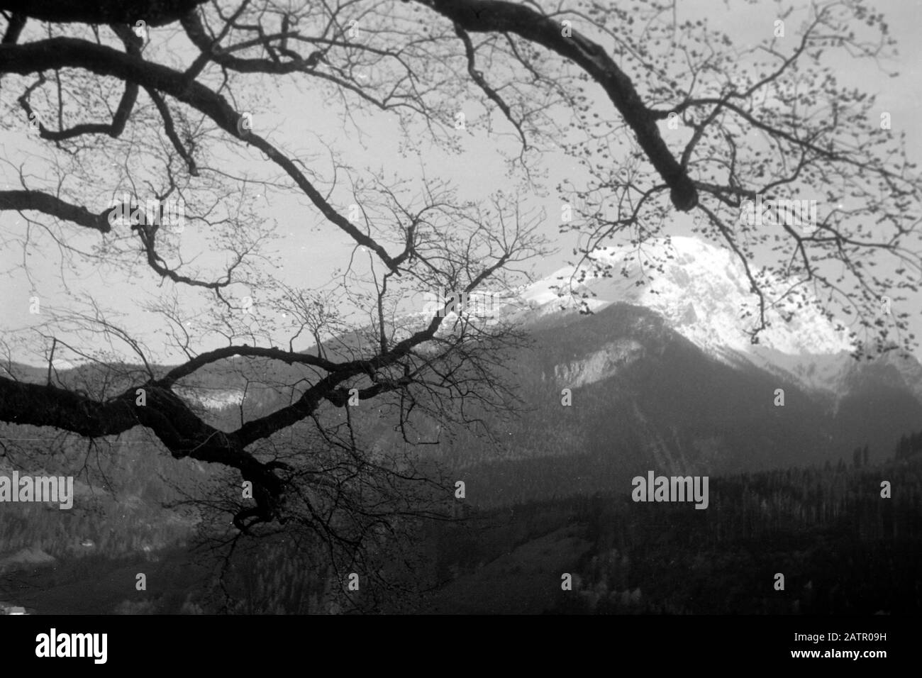 Äste verdecken den Blick auf den Hohen Göll mit Eckersattel auf dem das Purtschellerhaus steht, durch das die deutsch-österreichische Grenze verläuft, 1957. Tree branches cover the view of Hoher Göll and Eckersattel, on top of which sits Purtschellerhaus, marking the border between Germany and Austria, 1957. Stock Photo