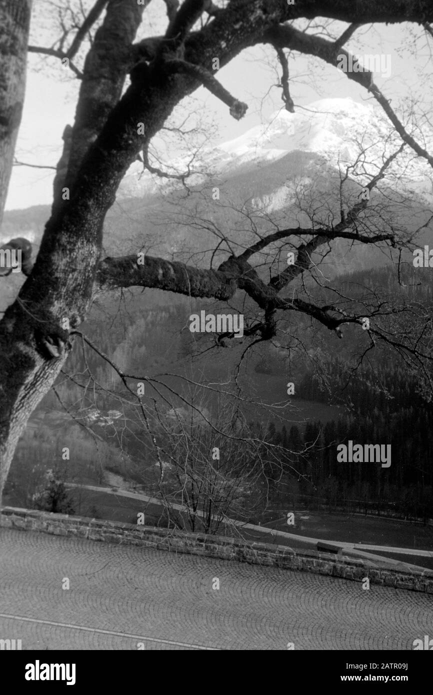 Äste verdecken den Blick auf den Hohen Göll mit Eckersattel auf dem das Purtschellerhaus steht, durch das die deutsch-österreichische Grenze verläuft, 1957. Tree branches cover the view of Hoher Göll and Eckersattel, on top of which sits Purtschellerhaus, marking the border between Germany and Austria, 1957. Stock Photo