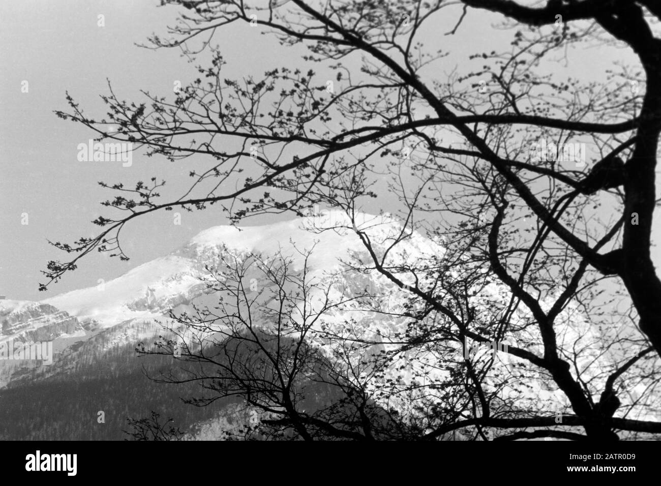 Äste verdecken den Blick auf den Hohen Göll mit Eckersattel auf dem das Purtschellerhaus steht, durch das die deutsch-österreichische Grenze verläuft, 1957. Tree branches cover the view of Hoher Göll and Eckersattel, on top of which sits Purtschellerhaus, marking the border between Germany and Austria, 1957. Stock Photo