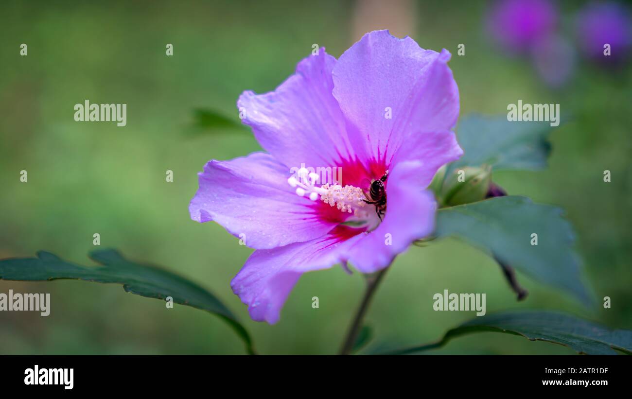 Honey bee apis collecting pollen nectar on purple hibiscus flower in garden Stock Photo
