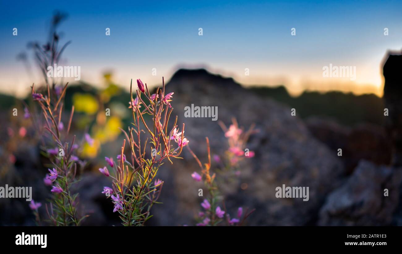 Small pink sunlit flowers in front of a rock, blurred sky background Stock Photo