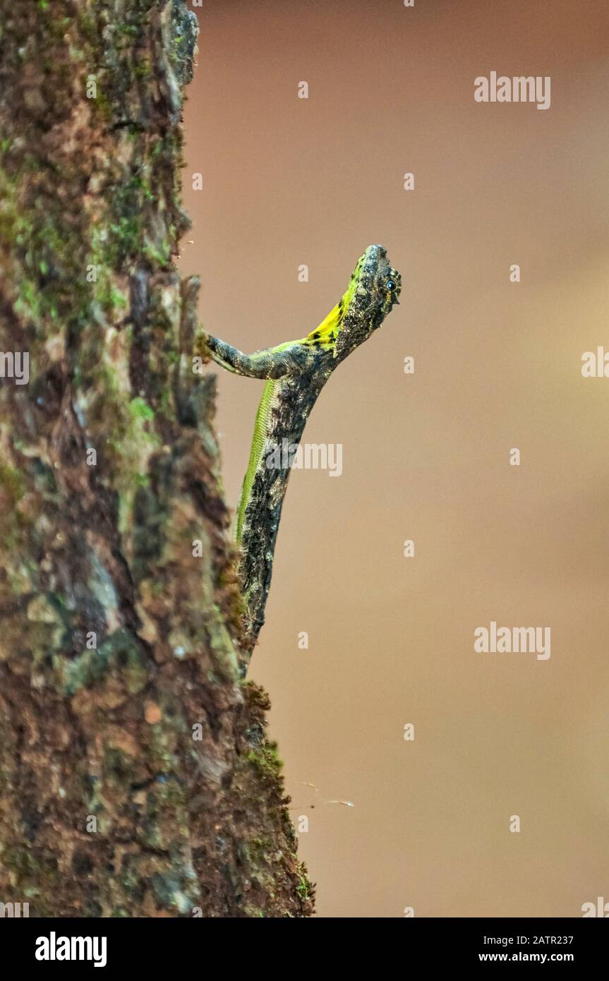 Indian flying lizard, Draco dussumieri, Western Ghats, Sahyadri mountain range, UNESCO World Heritage Site, Goa, India Stock Photo
