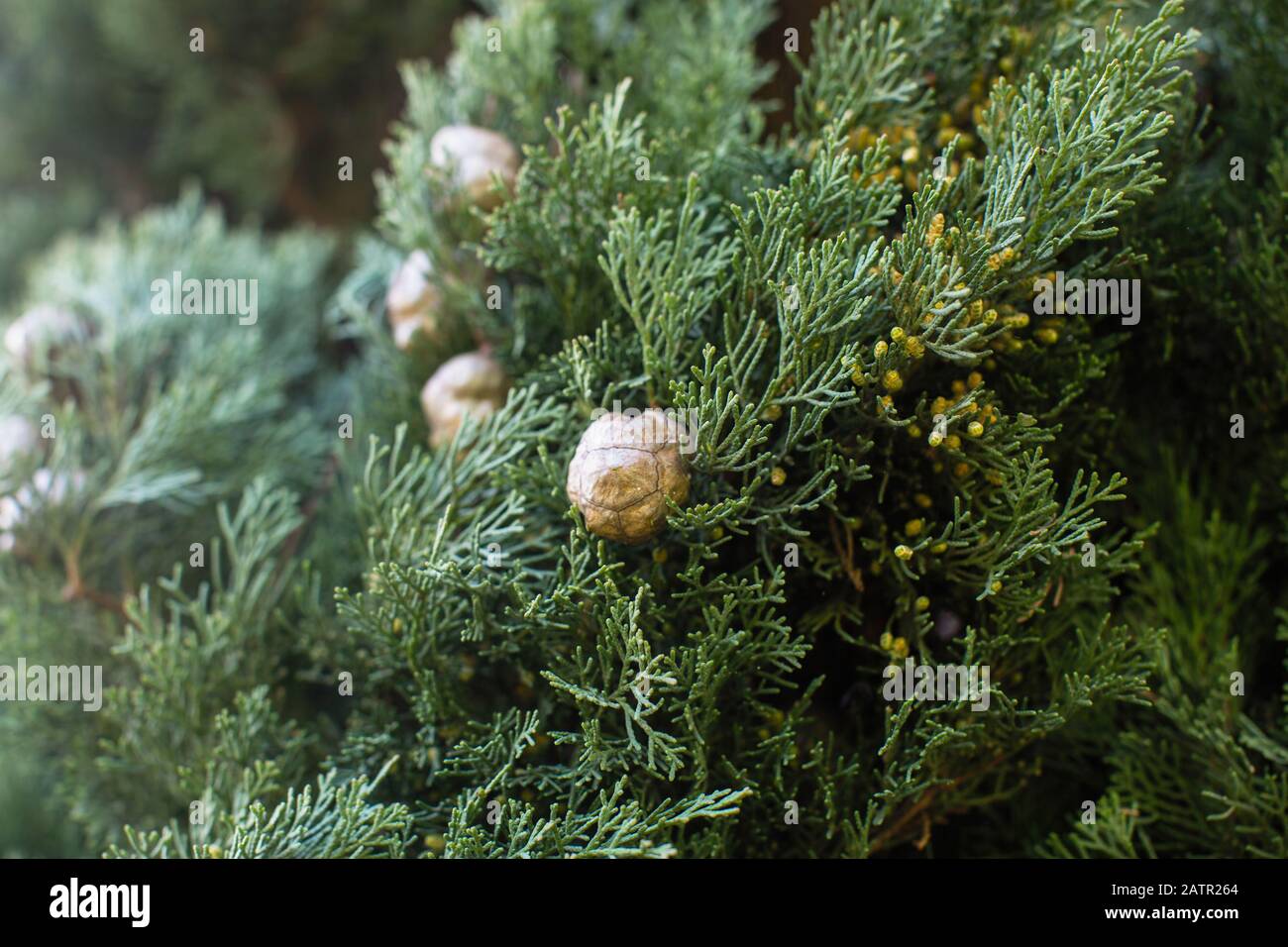 Italian Cypress (Cupressus sempervirens), texture closeup background. Stock Photo