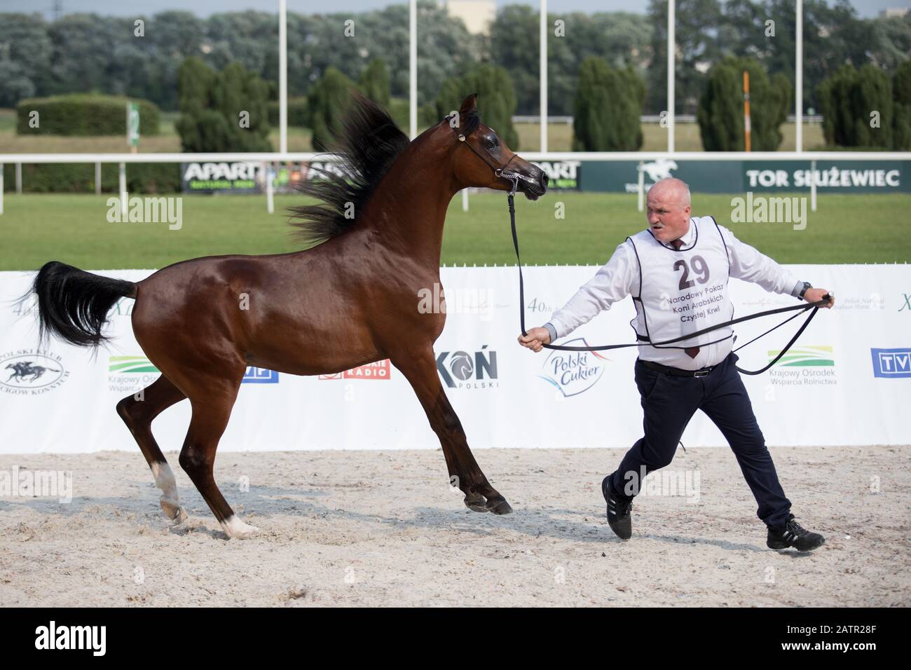 POLAND, Warsaw 10 August 2018 40th National Show of Arabian Horses
