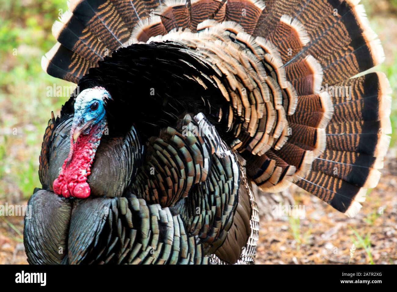 Page 2 Rio Grande Wild Turkey High Resolution Stock Photography And Images Alamy Page 2 Rio Grande Wild Turkey High Resolution Stock Photography And Images Alamy