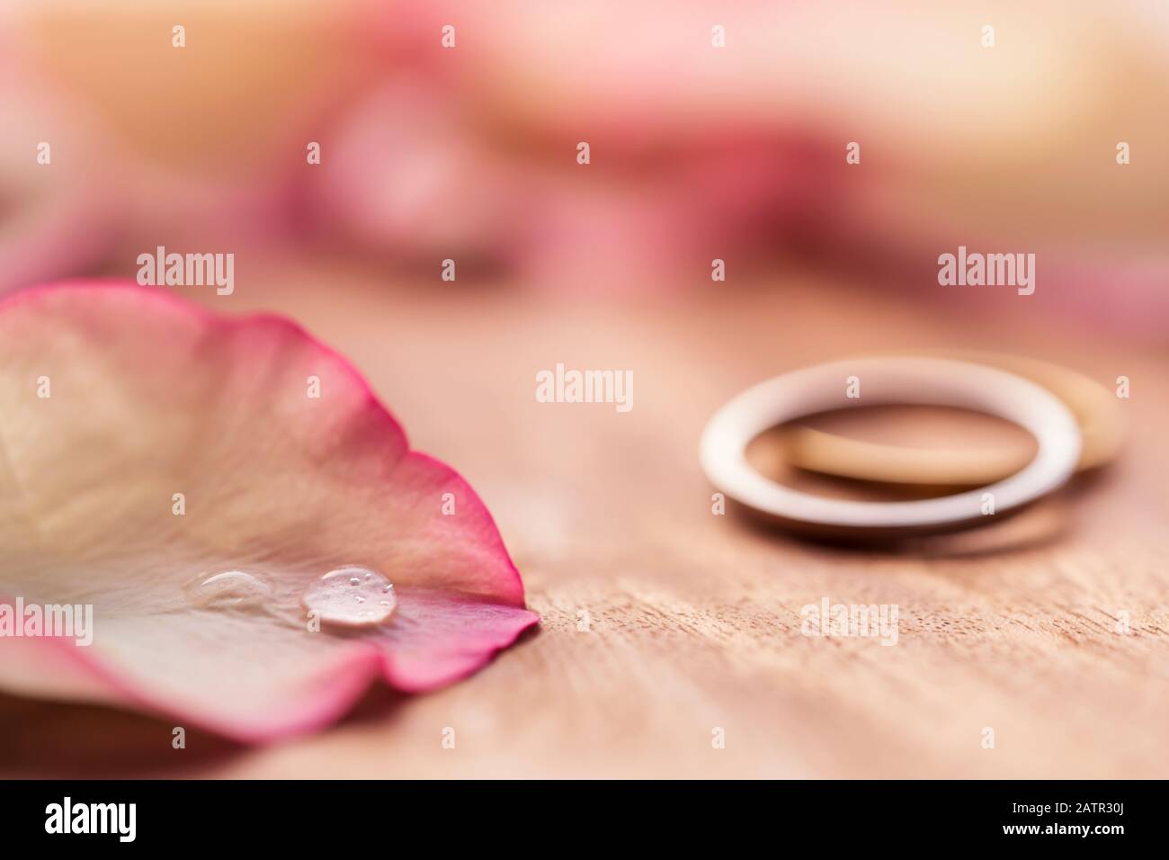 Valentine's Day - proposal rings for wedding, anniversary, engagement  background. Close up of water drop on pink rose petal for invitation card,  post Stock Photo - Alamy