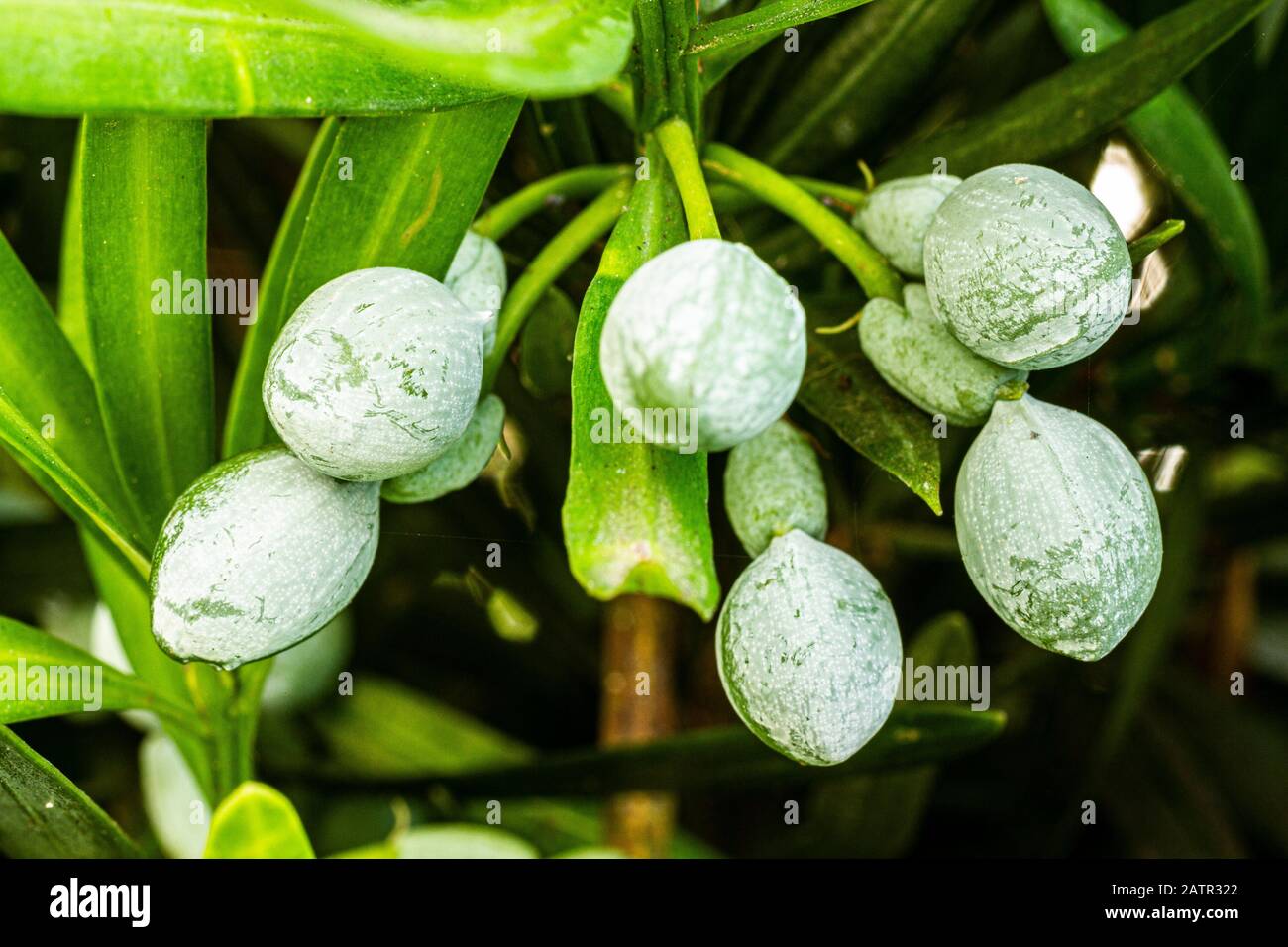Podocarpus (Podocarpus macrophyllus) seeds. Florianopolis, Santa Catarina, Brazil. Stock Photo