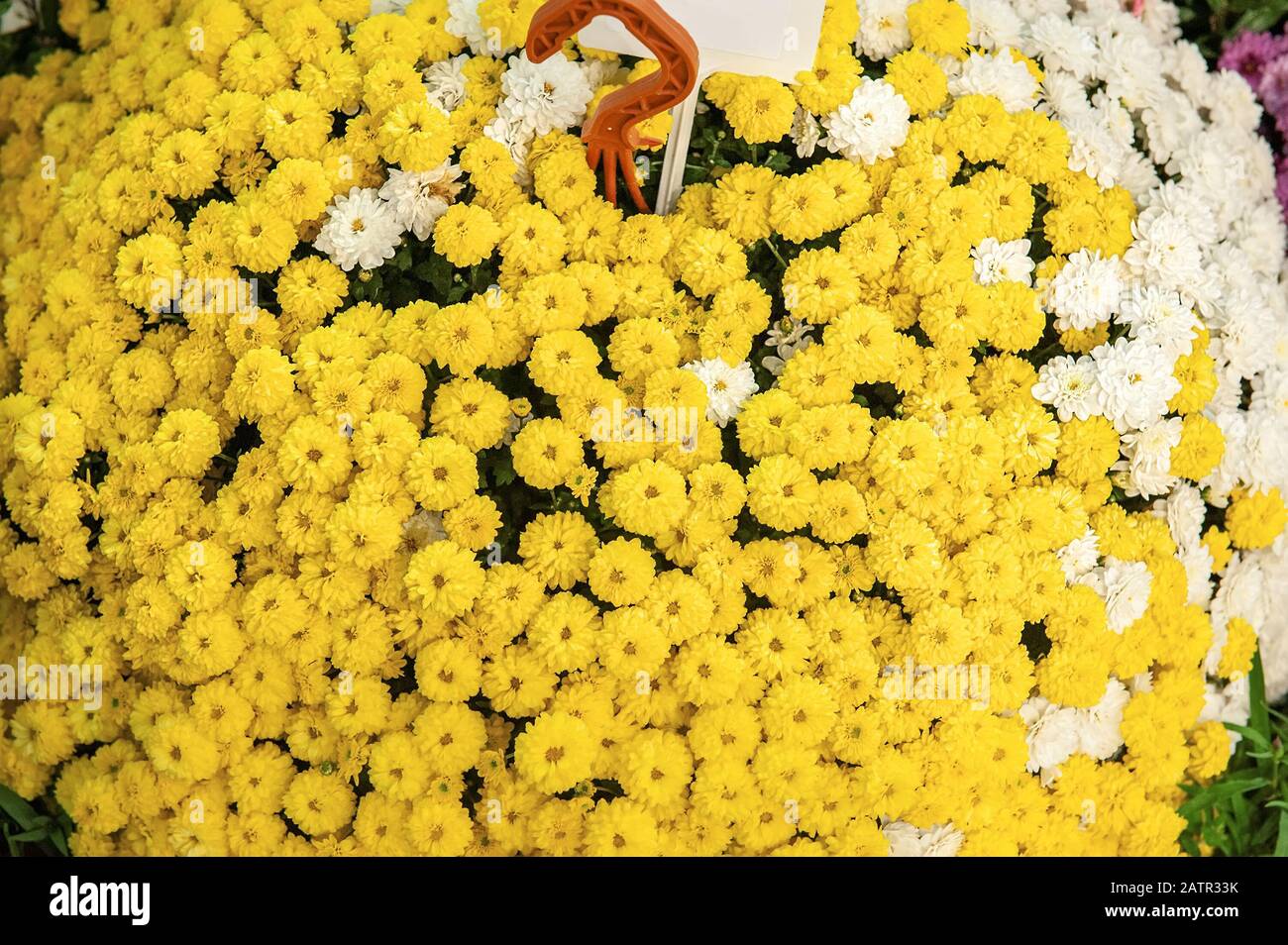 Beautiful yellow and white small chrysanthemums as a background picture. Wallpaper with chrysanthemums, chrysanthemum in autumn. Stock Photo