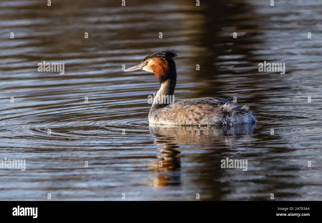 The great crested grebe swam in the early evening on the Kellersee, Germany. Stock Photo