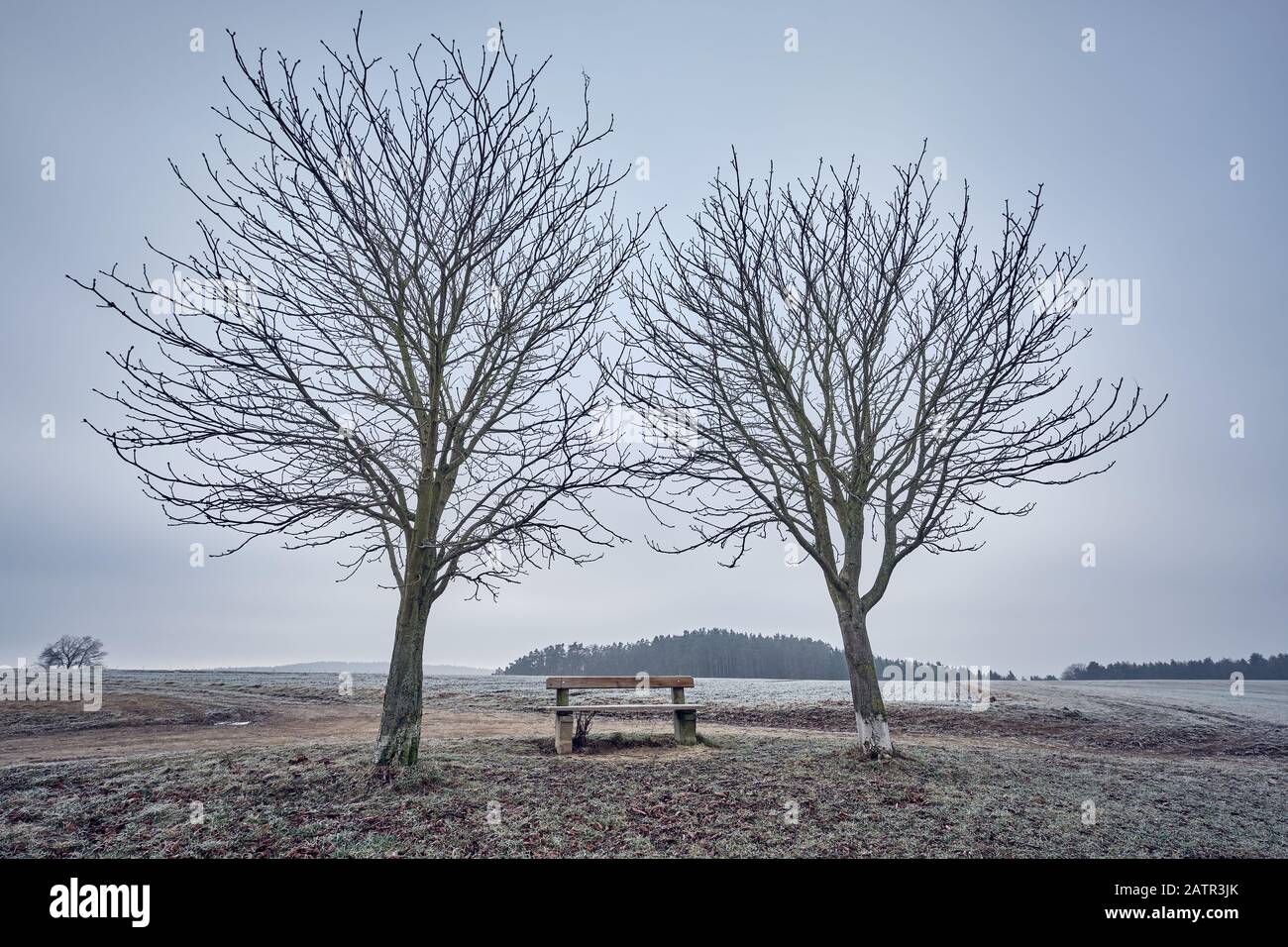 Two bare trees and an empty bench in a moody and cold countryside landscape with high fog and grey sky. Seen in Franconia / Bavaria, Germany in Januar Stock Photo