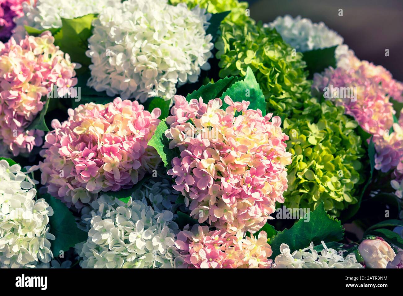 Hydrangeas backgrounds hi-res stock photography and images - Alamy