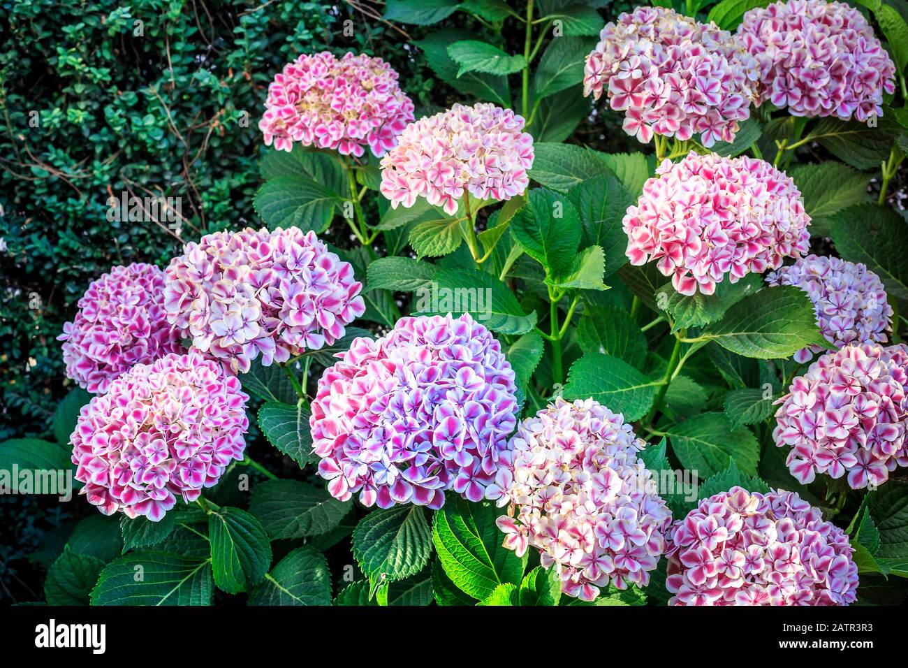 green garden with red and purple hydrangeas flowers Stock Photo