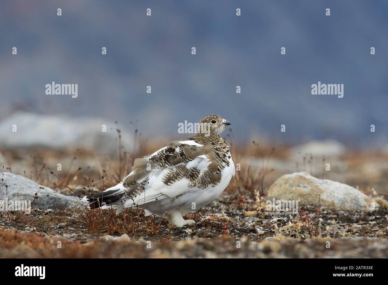 Rock ptarmigan (Lagopus muta / Lagopus mutus) female on the tundra in autumn, Svalbard / Spitsbergen, Norway Stock Photo