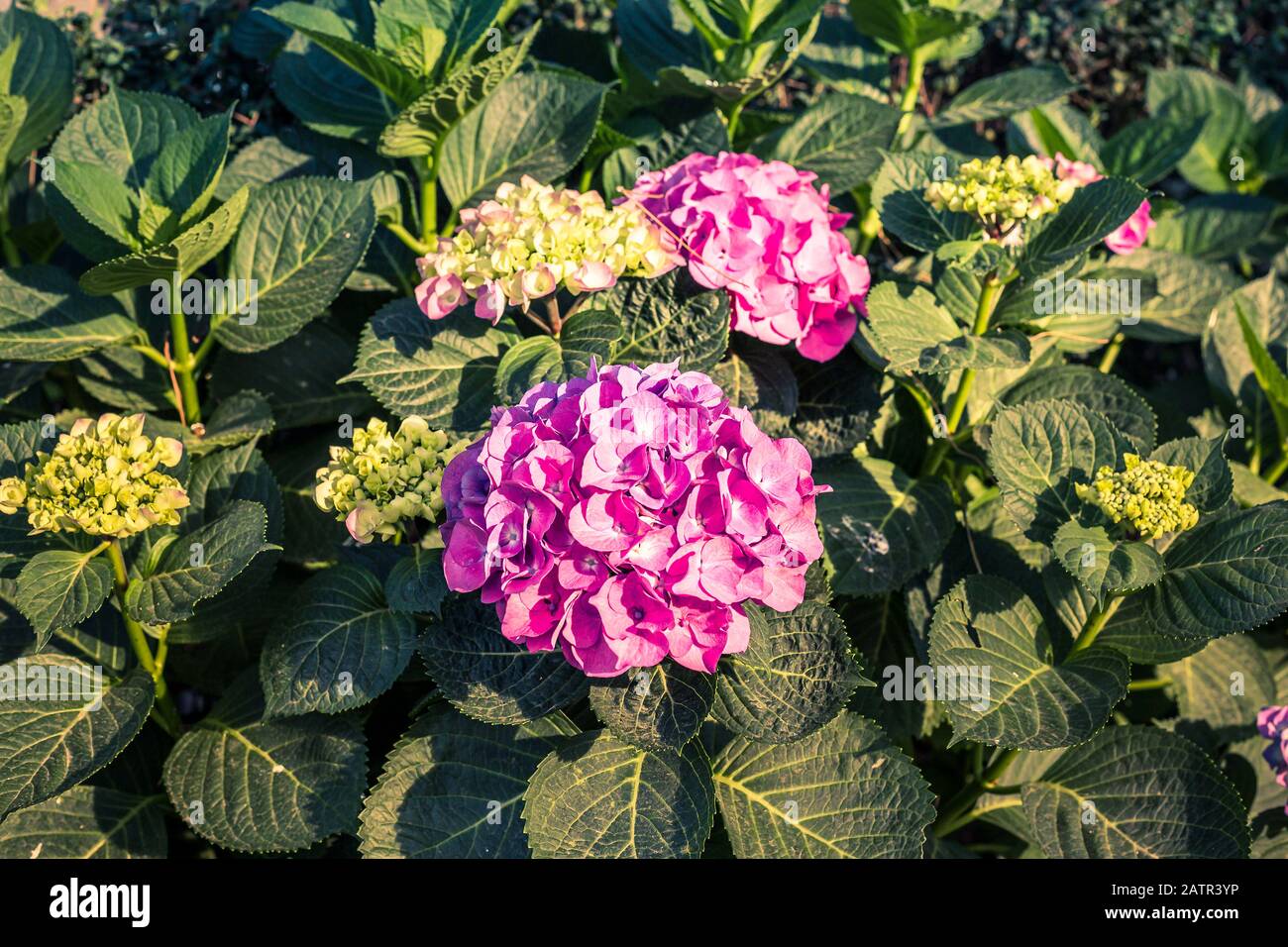 top view of pink hydrangeas blooming on a bed of green leaves Stock ...