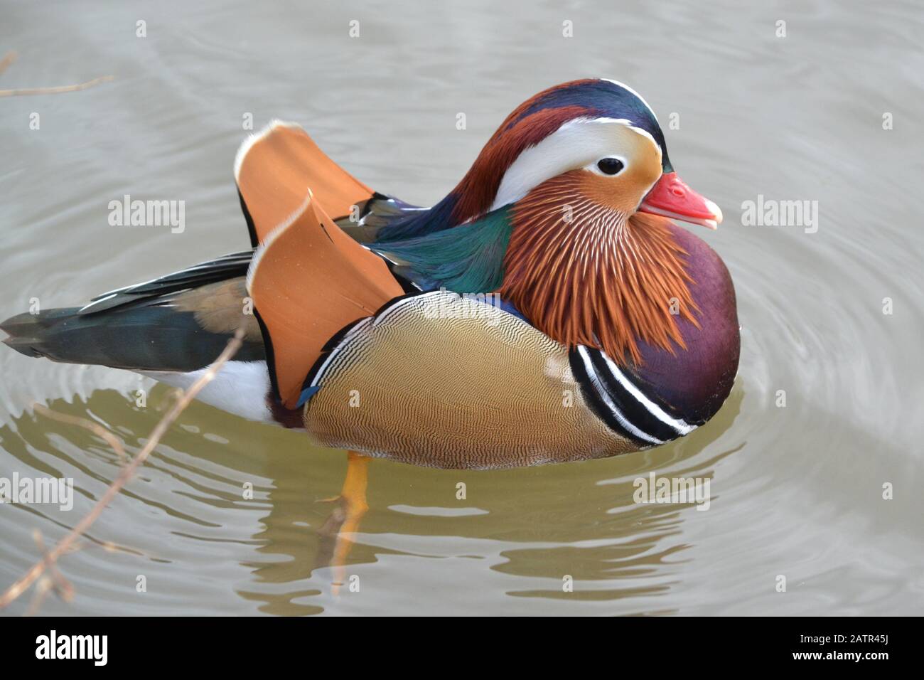 Single Male Mandarin Duck Aix Galericulata Beautiful Colours
