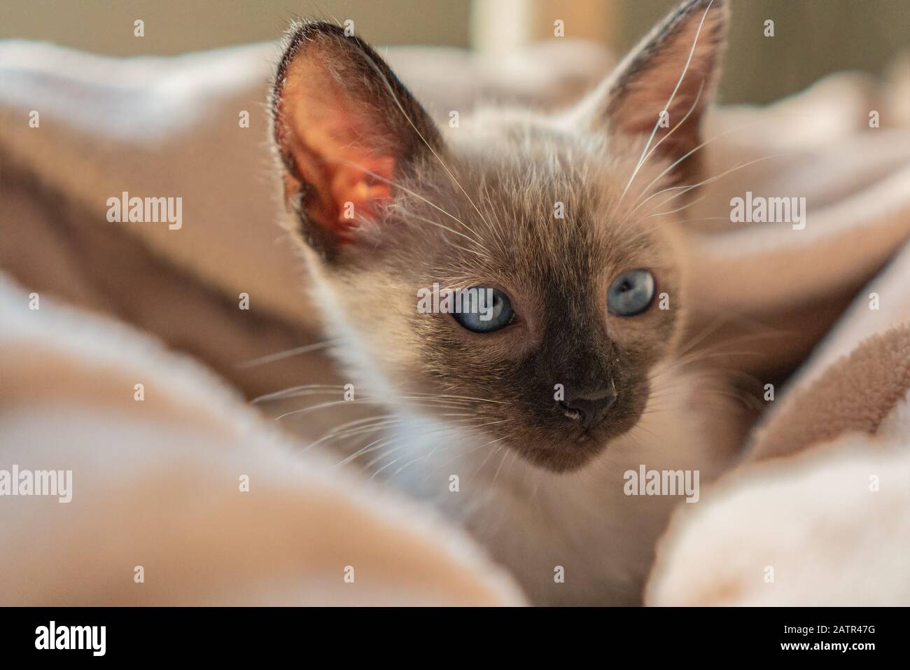 Purebred six weeks old Siamese cat with blue almond shaped eyes in beige basket background. Excited Thai or Wichien Maat kitten Stock Photo