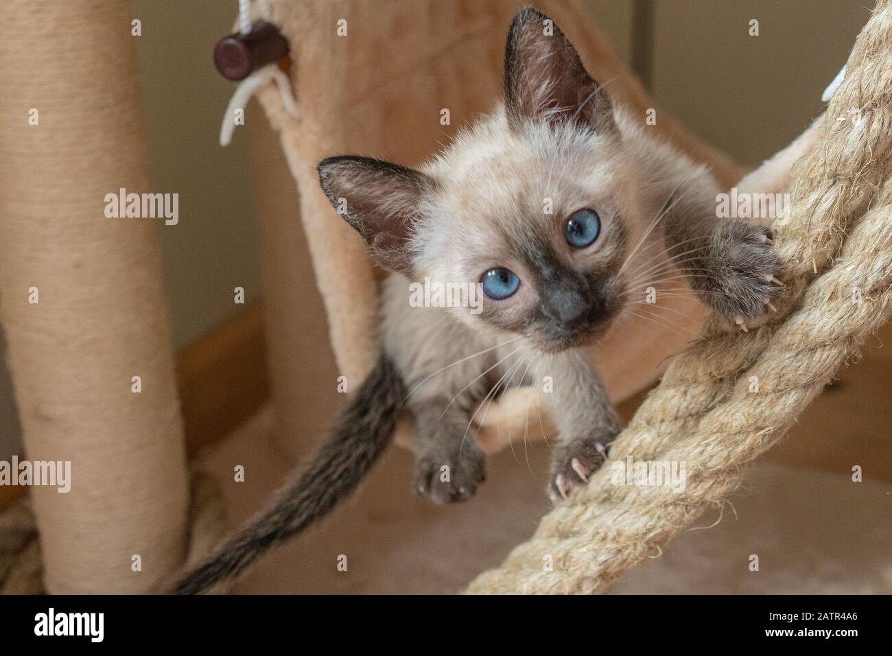 Purebred Thai or Siamese kitten plays hunts on beige soft kitty hammock background. 6 weeks old Wichien Maat cat with blue almond-shaped eyes Stock Photo