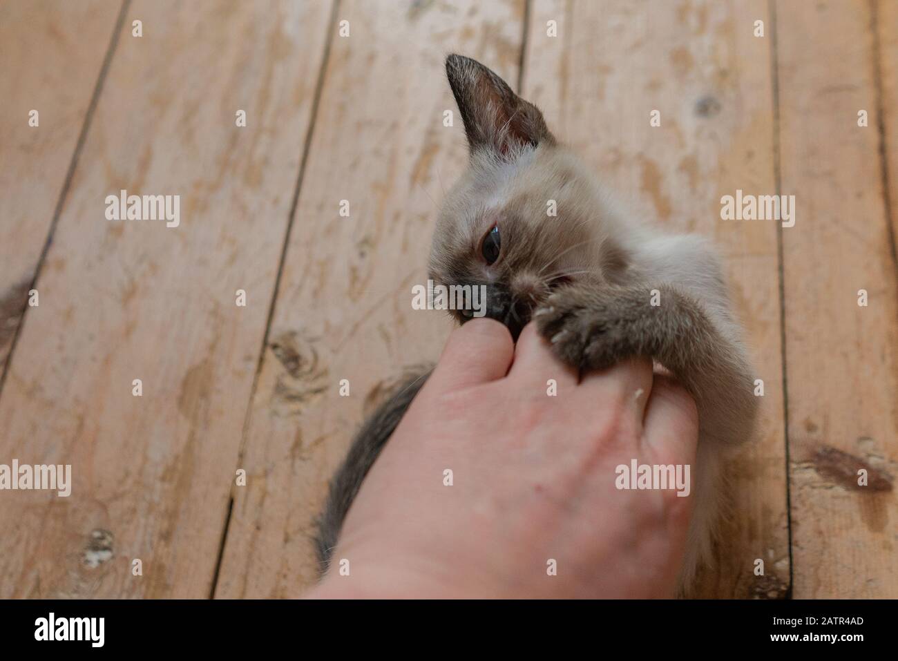 Animal man young cat six hi-res stock photography and images - Alamy Animal man young cat six hi-res stock photography and images - Alamy