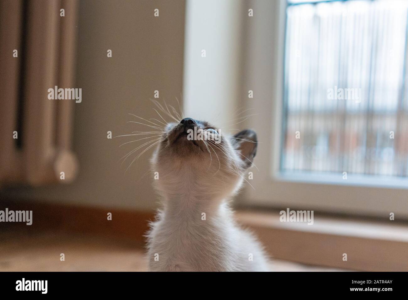 Small light gray kitten looking up. Purebred six weeks old Siamese cat with blue almond shaped eyes on living room background Stock Photo