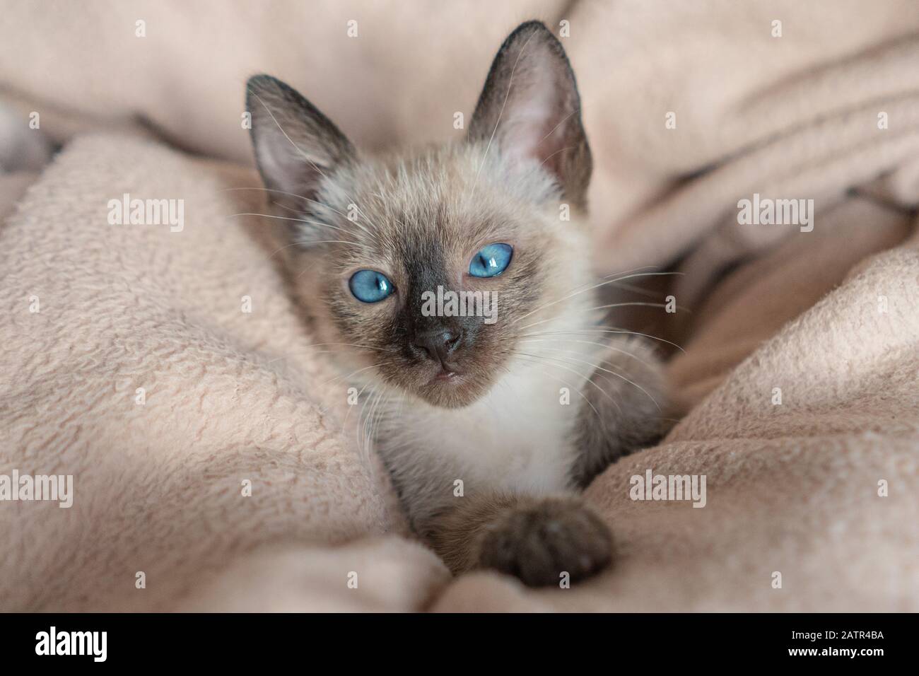 6 weeks old Siamese cat with blue almond-shaped eyes astonished on beige sofa background. Purebred Thai or Wichien Maat kitten Stock Photo
