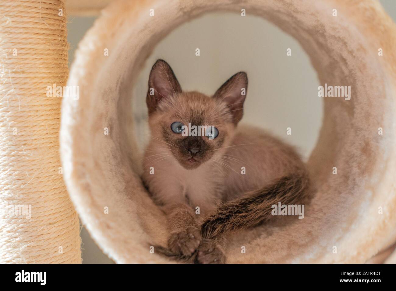 Cute kitten hiding in a play tunnel. Purebred 2 month old Siamese cat with blue almond shaped eyes on beige background. Concepts of pets play hiding Stock Photo