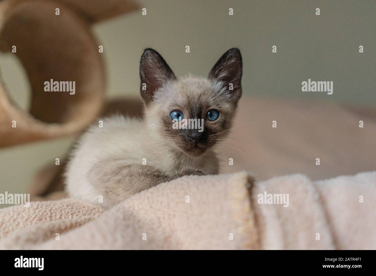 Purebred 2 month old Siamese cat with blue almond shaped eyes on beige playground background. Small kitten laying. Concepts of pets play hiding Stock Photo