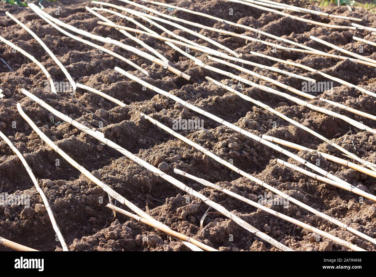 Preparing the garden to sow potatoes; reeds on the ground to prevent ...