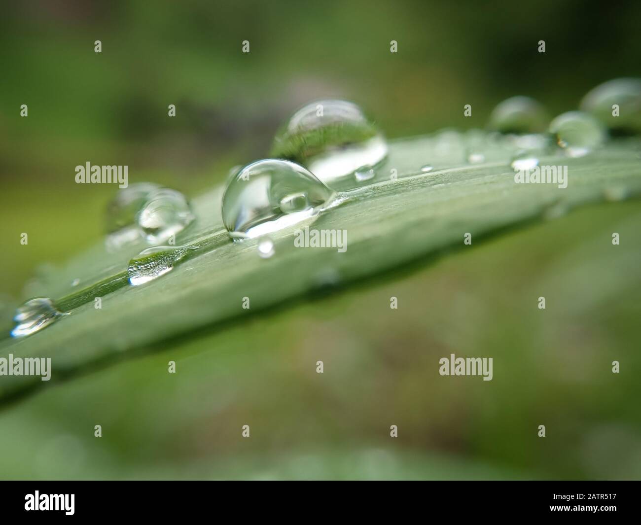 Green grass leaf hi-res stock photography and images - Alamy