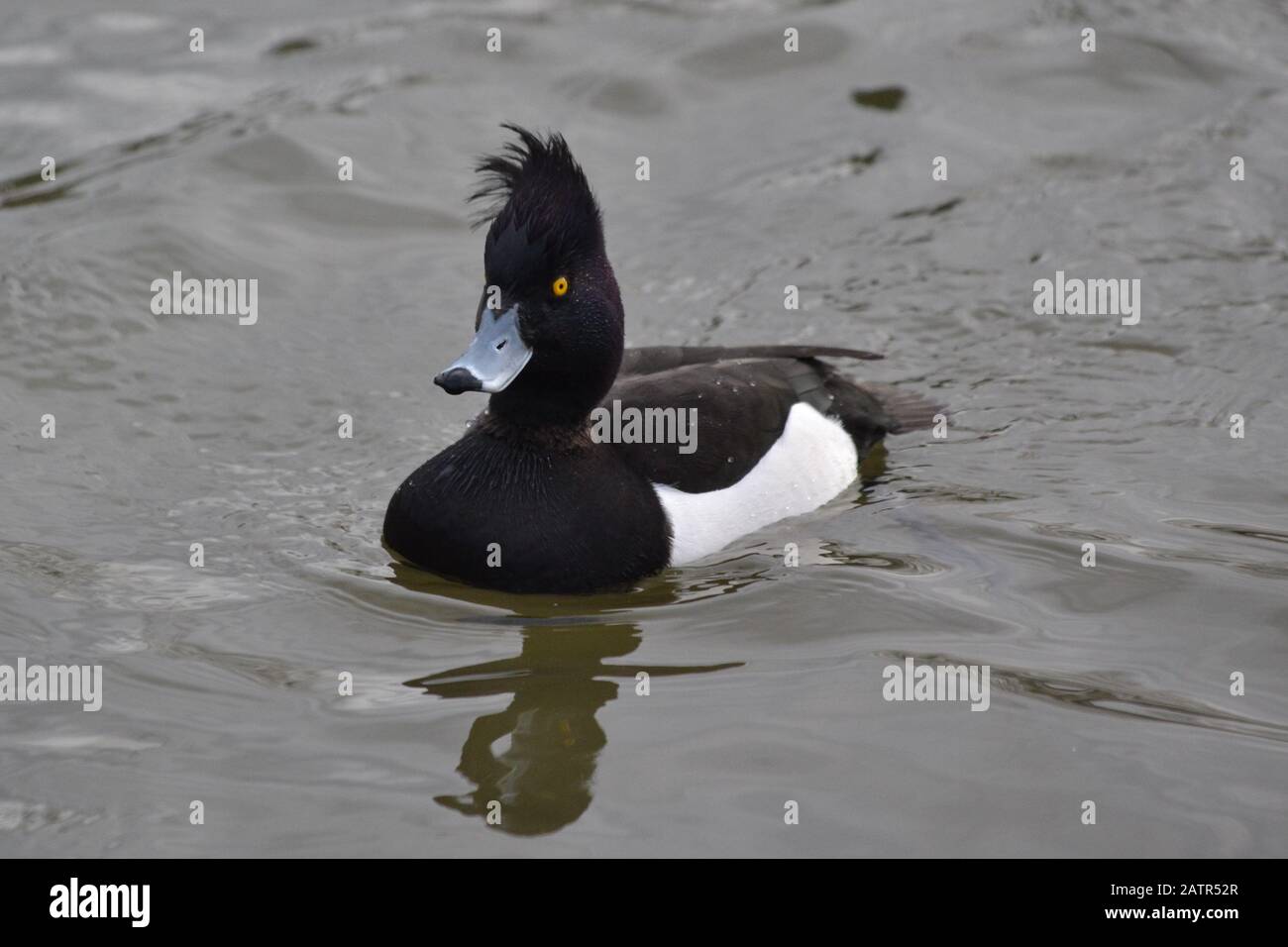 Tufted duck (Aythya Fuligula) having a bad hair day on a cold winters day in North Yorkshire UK Stock Photo