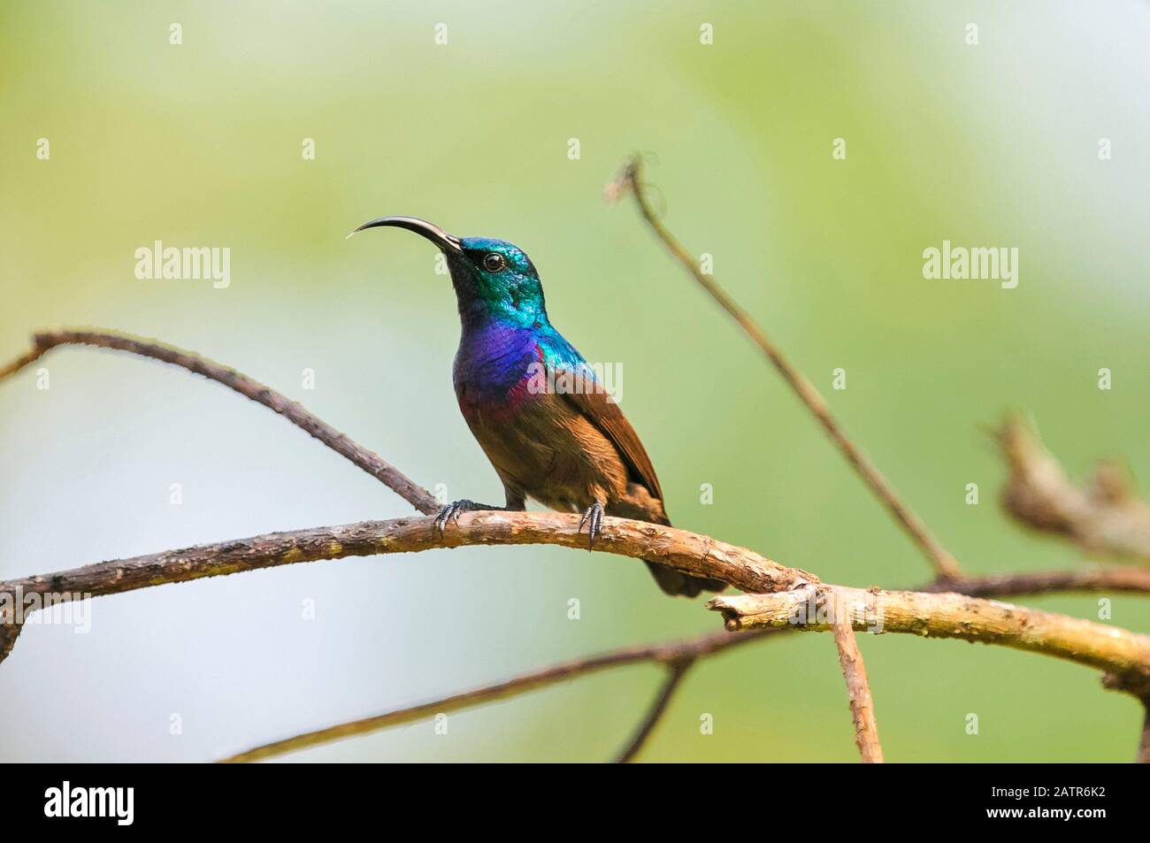Loten's Sunbird, Long-billed Sunbird or Maroon-breasted Sunbird Cinnyris lotenius, male, the Western Ghats, Sahyadri mountain range, a Unesco World He Stock Photo