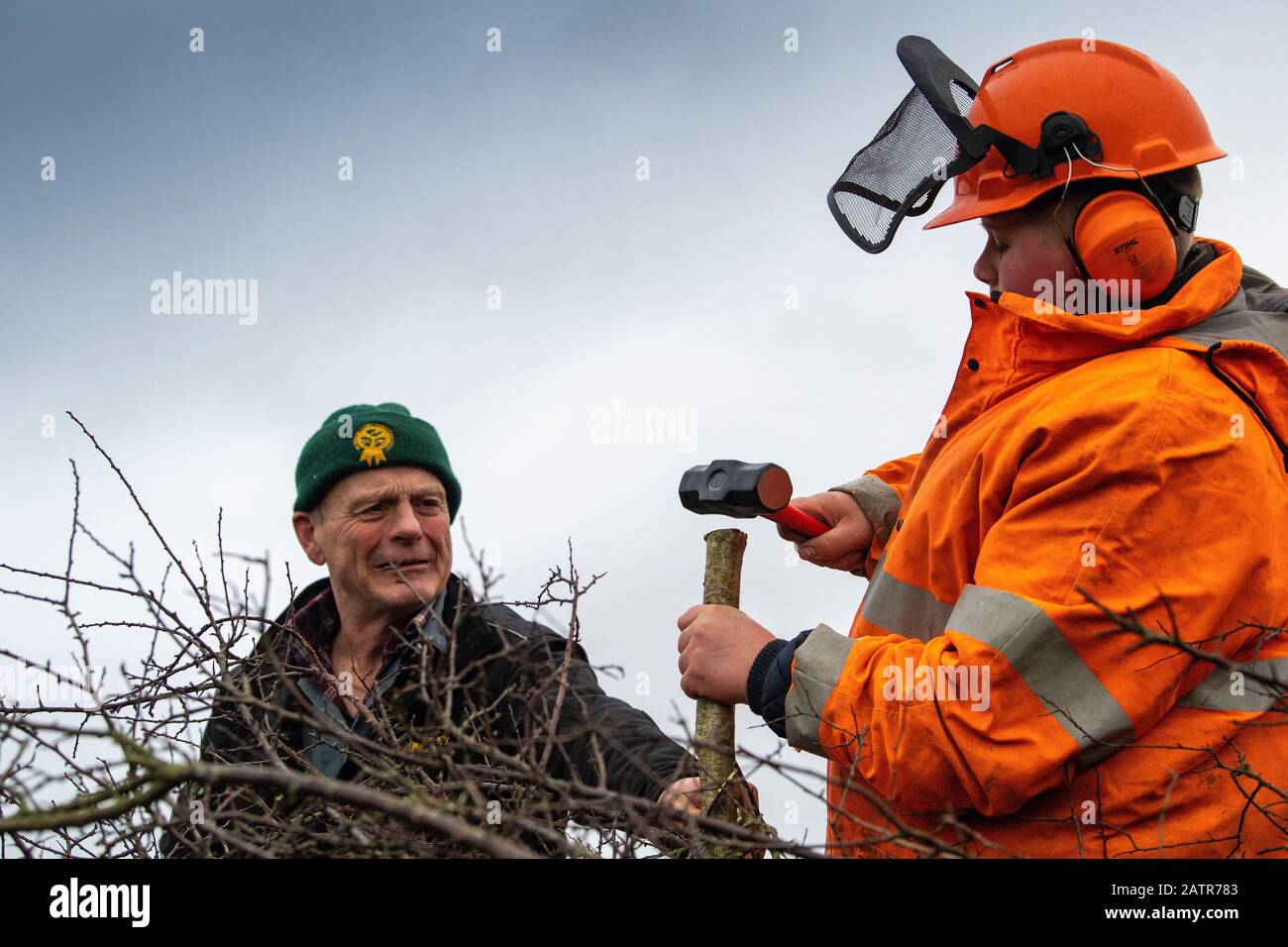 Teaching youngsters the traditional skill of hedge laying on a field boundary, Cumbria, UK. Stock Photo