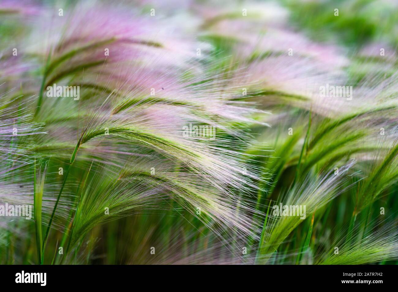 Mat grass. Feather Grass or Needle Grass, Nassella tenuissima, forms already at the slightest breath of wind filigree pattern. Stock Photo