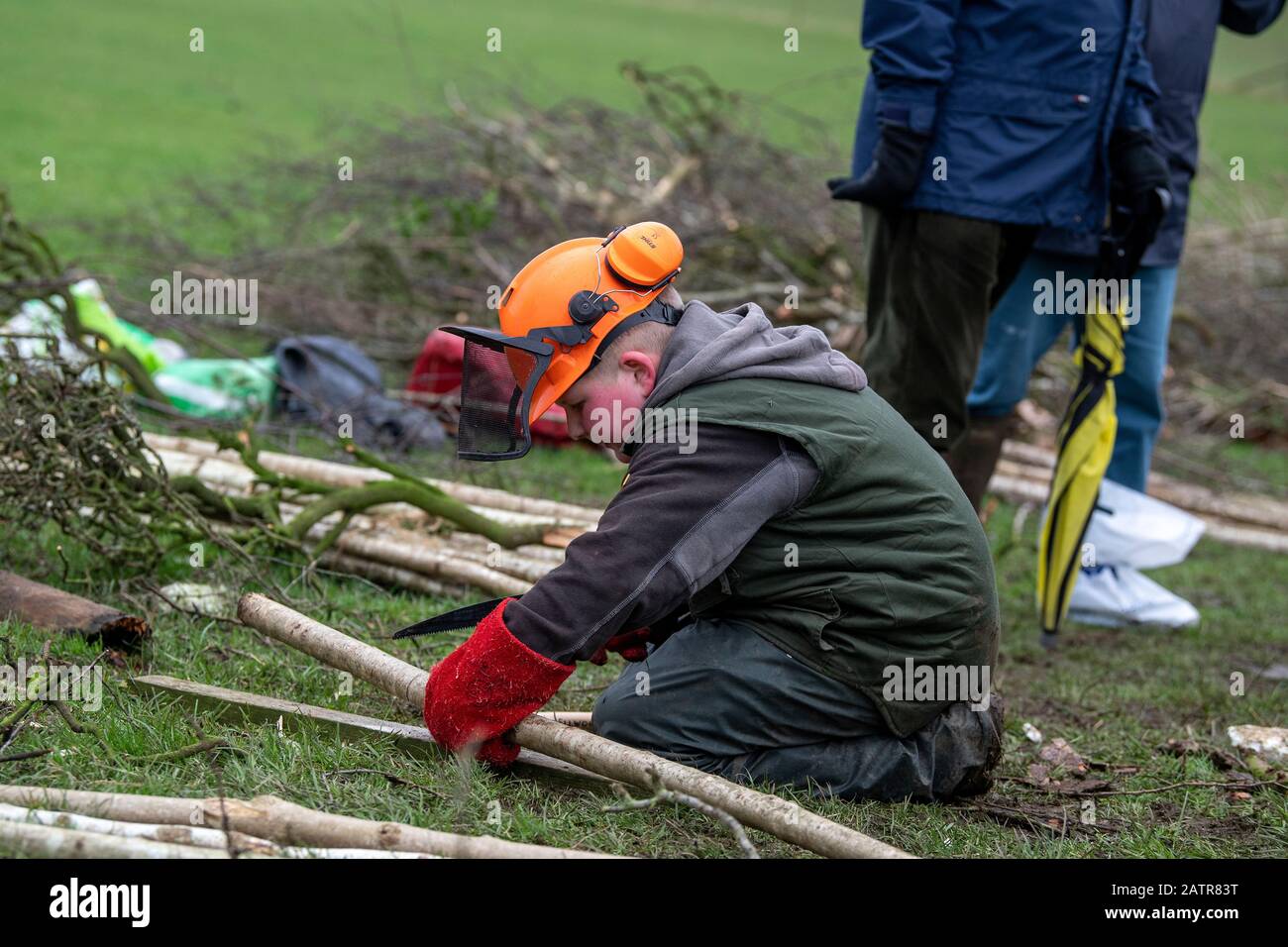 Teaching youngsters the traditional skill of hedge laying on a field boundary, Cumbria, UK. Stock Photo