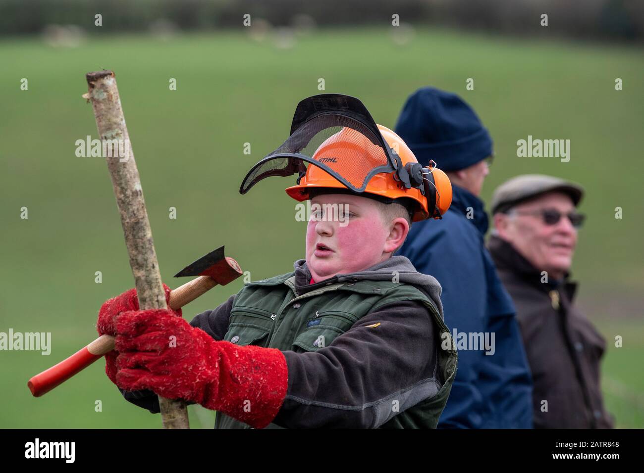 Teaching youngsters the traditional skill of hedge laying on a field boundary, Cumbria, UK. Stock Photo