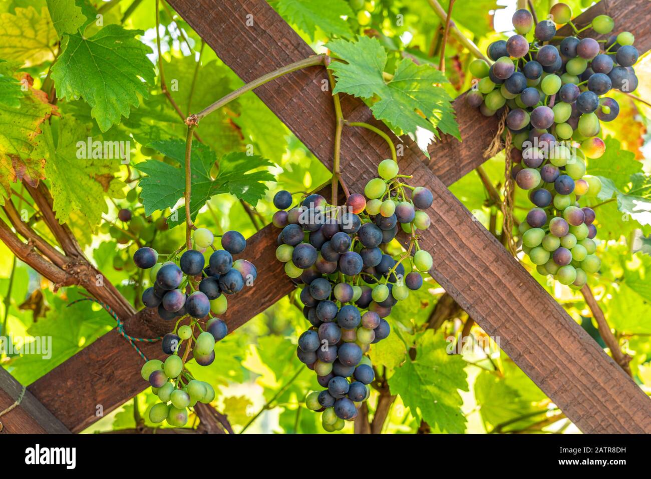 Grapevine pergola hi-res stock photography and images - Alamy