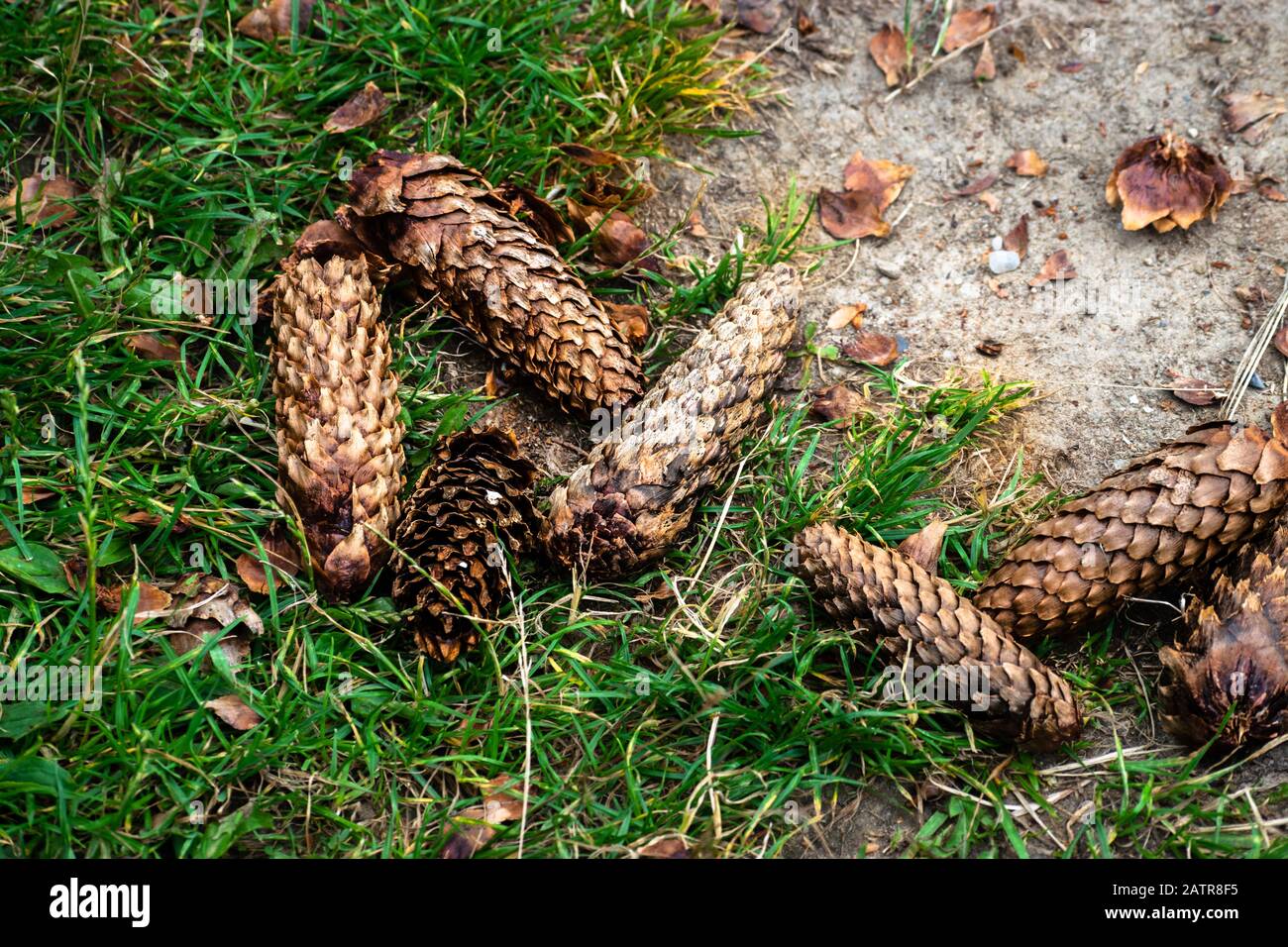 Some fir / pine cones lying on the ground. Stock Photo