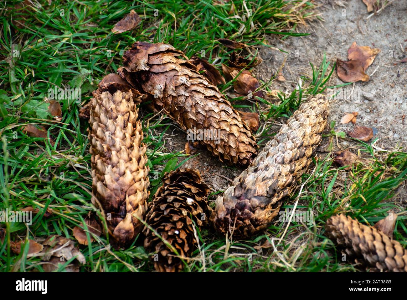 Some fir / pine cones lying on the ground. Stock Photo