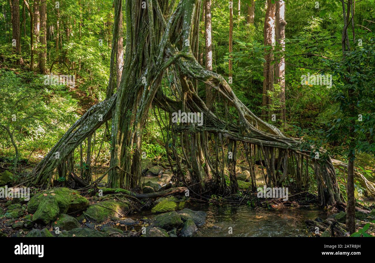 Spooky shape of the hanging roots of the banyan tree over a stream in the forests of Oahu in Hawaii Stock Photo