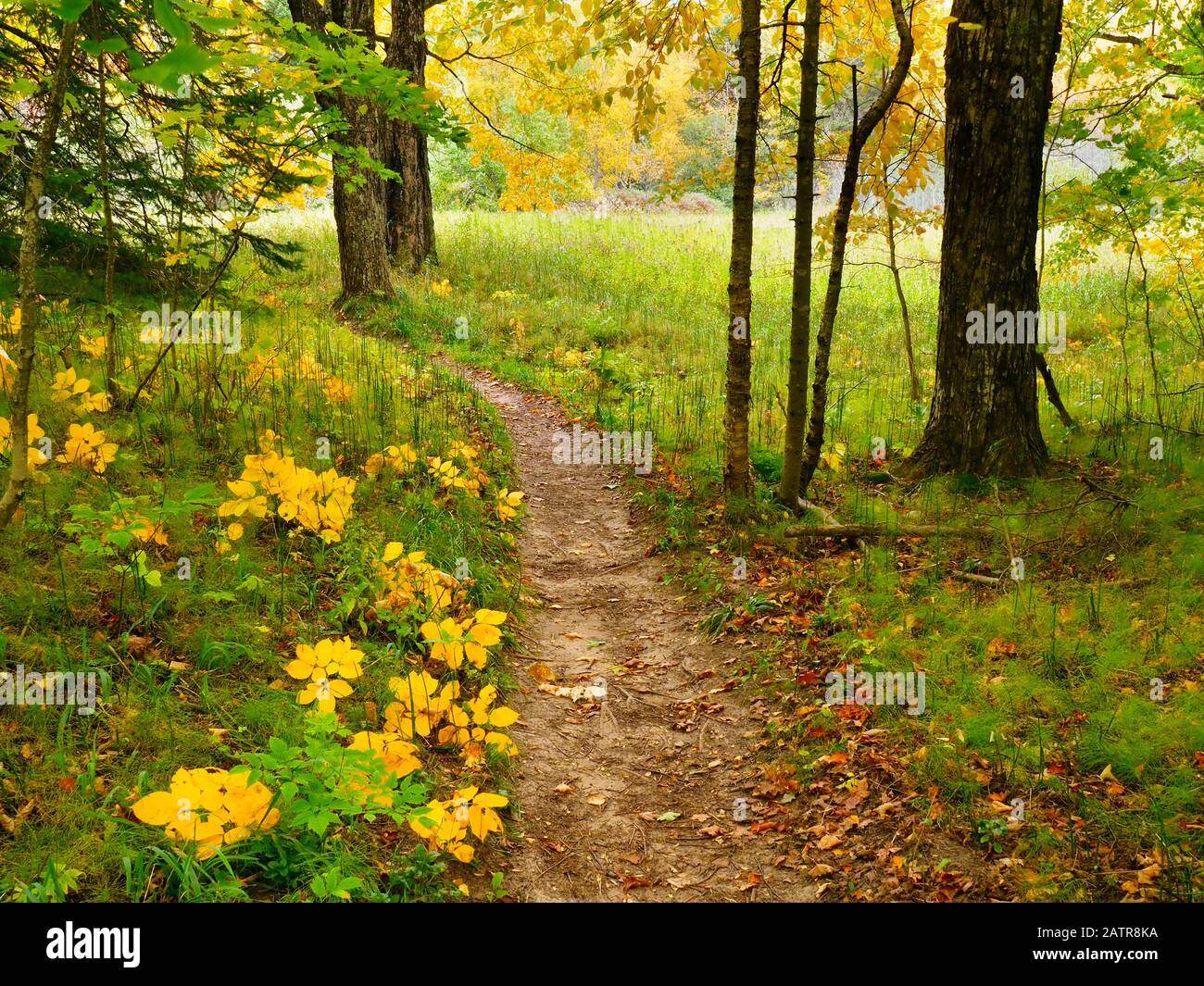 North Country Trail Near Sable Falls, Pictured Rocks National Lakeshore 