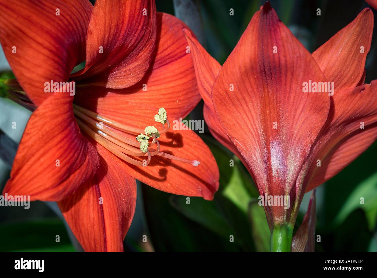Amaryllis also called mother-in-law and daughter-in-law Stock Photo