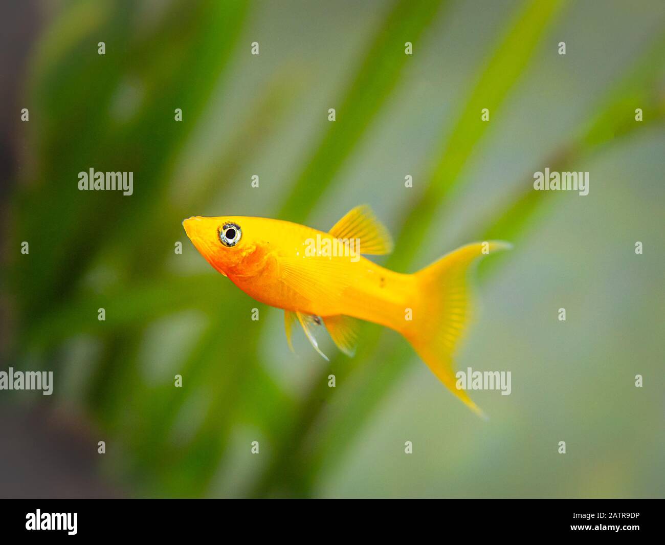 yellow molly fish (Poecilia sphenops) swimming on a fish tank Stock Photo