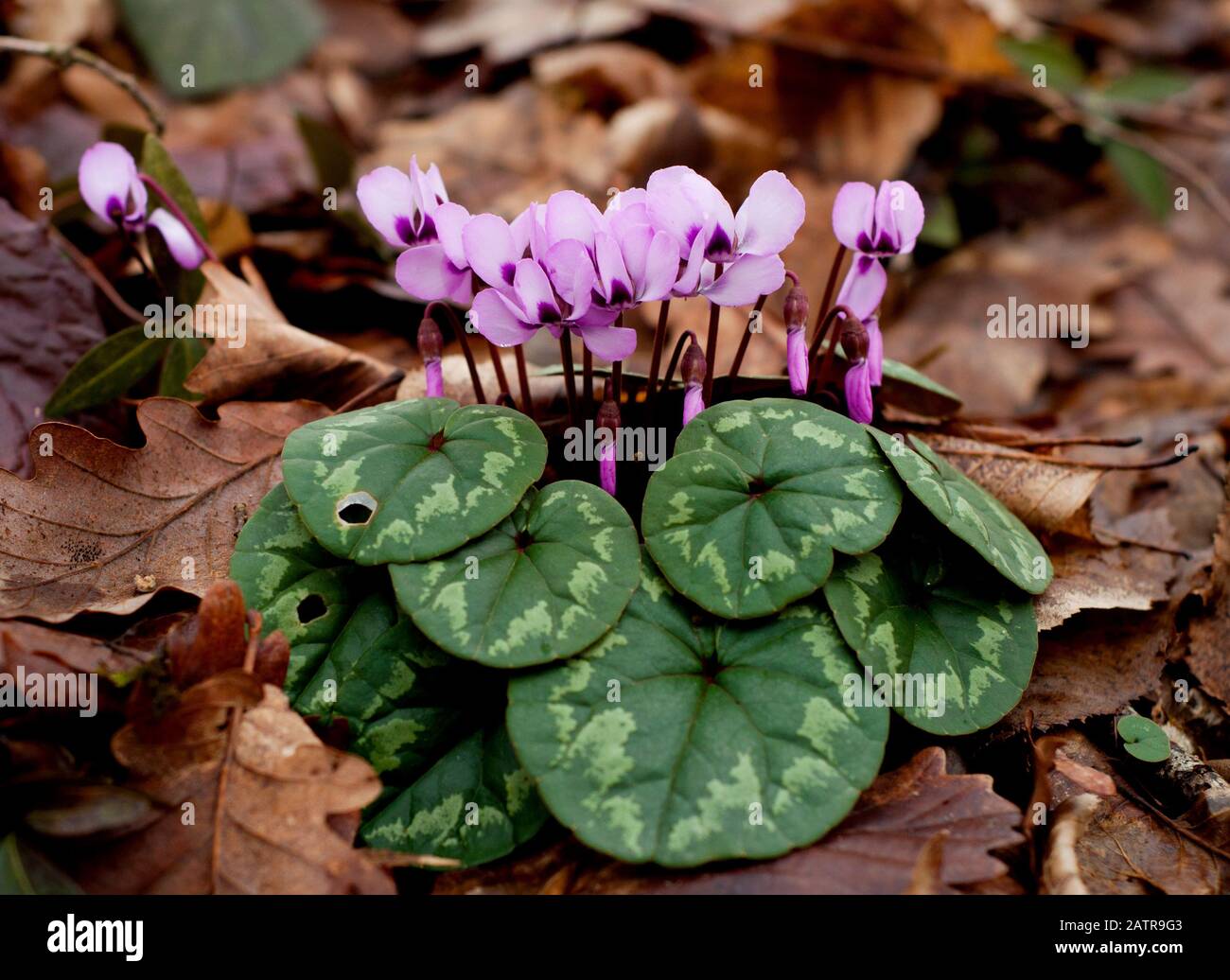Spring blooms of pink cyclamens. Primroses. Clouse-up. Cyclamen hederifolium ( ivy-leaved cyclamen or sowbread ) in the forest Stock Photo