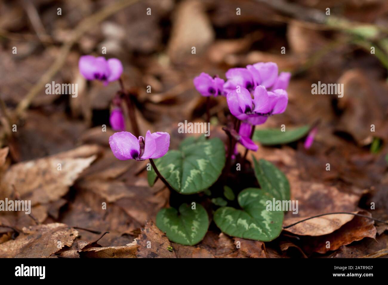 Spring blooms of pink cyclamens. Primroses. Clouse-up. Cyclamen hederifolium ( ivy-leaved cyclamen or sowbread ) in the forest Stock Photo