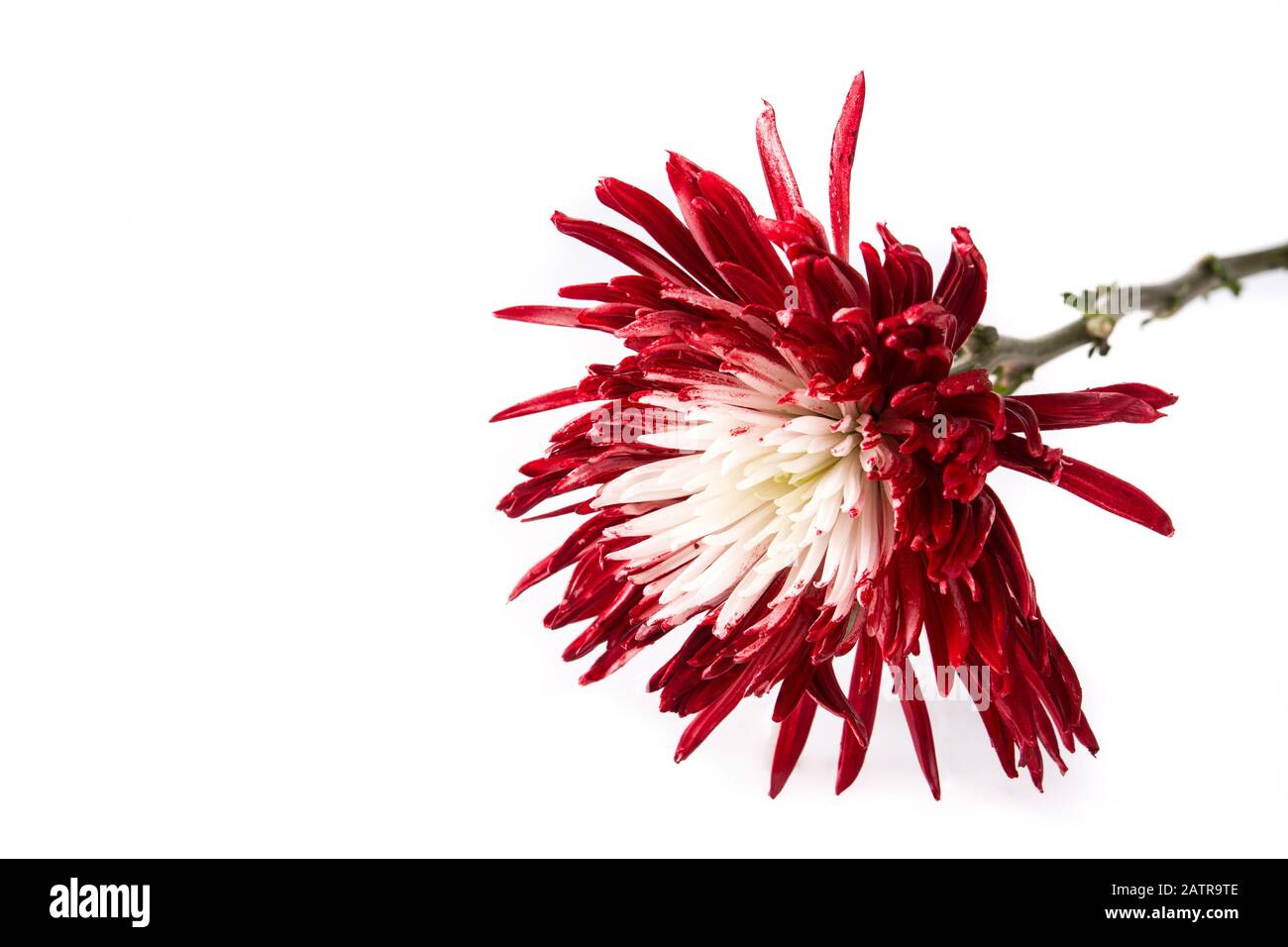 Red and white flower isolated on white background Stock Photo
