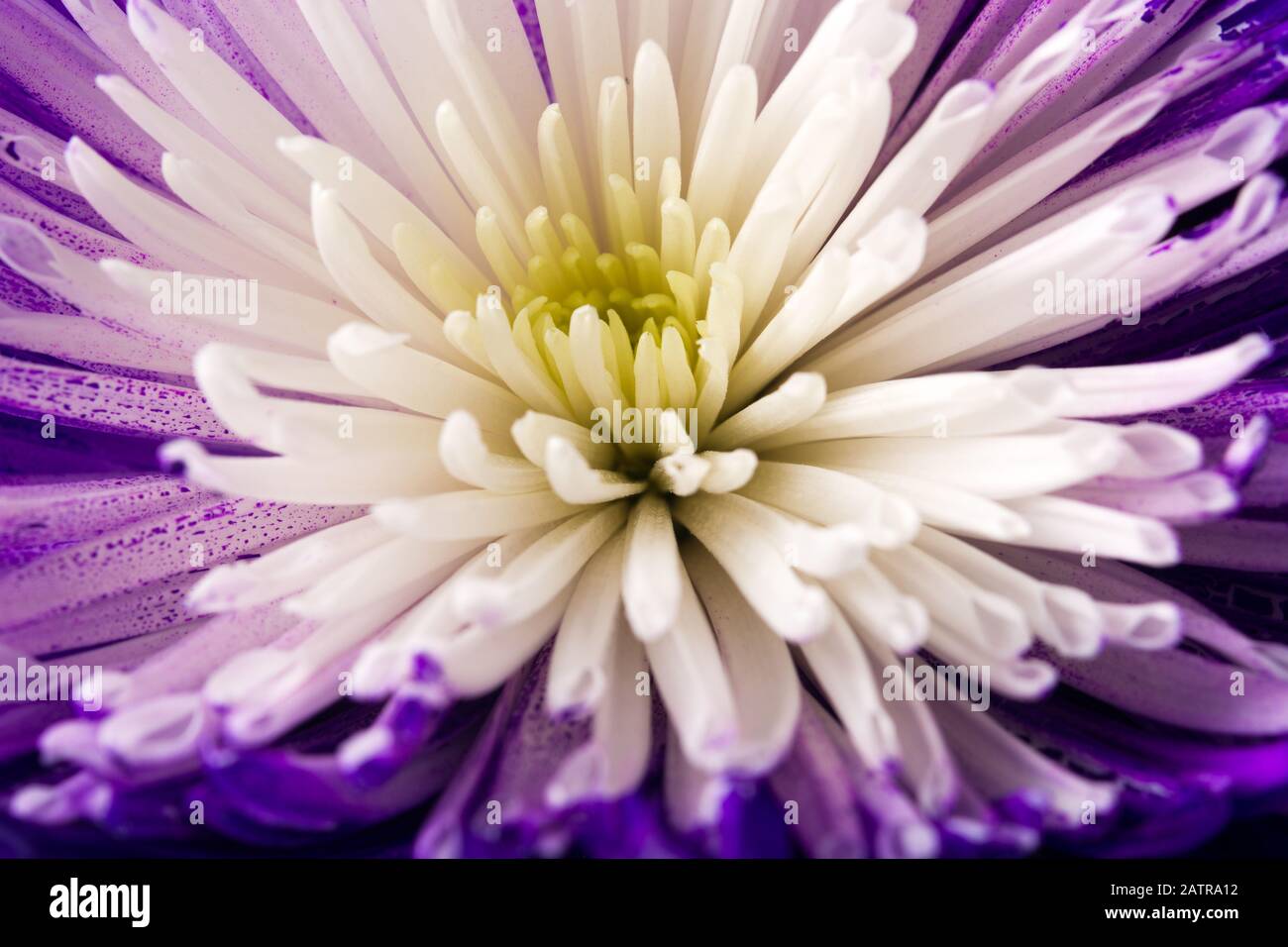 Green flower background Stock Photo