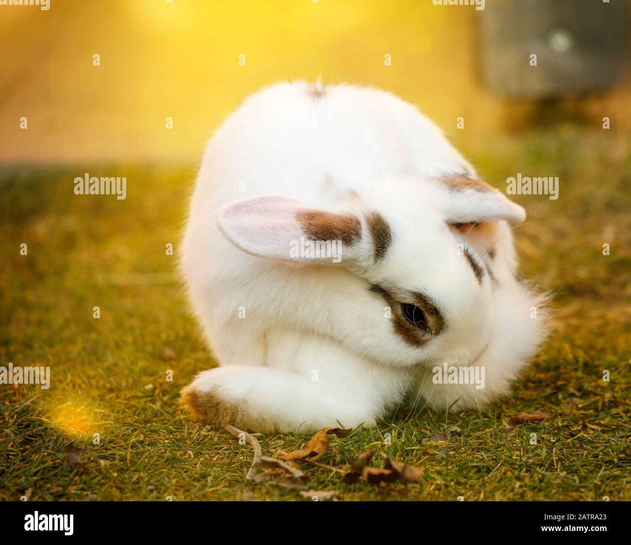 Rabbit sitting on green screen hi-res stock photography and images - Alamy