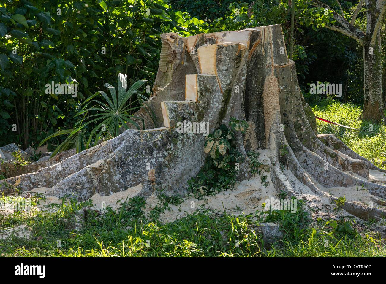 Tree stump of large tropical tree cut into steps after the main ...