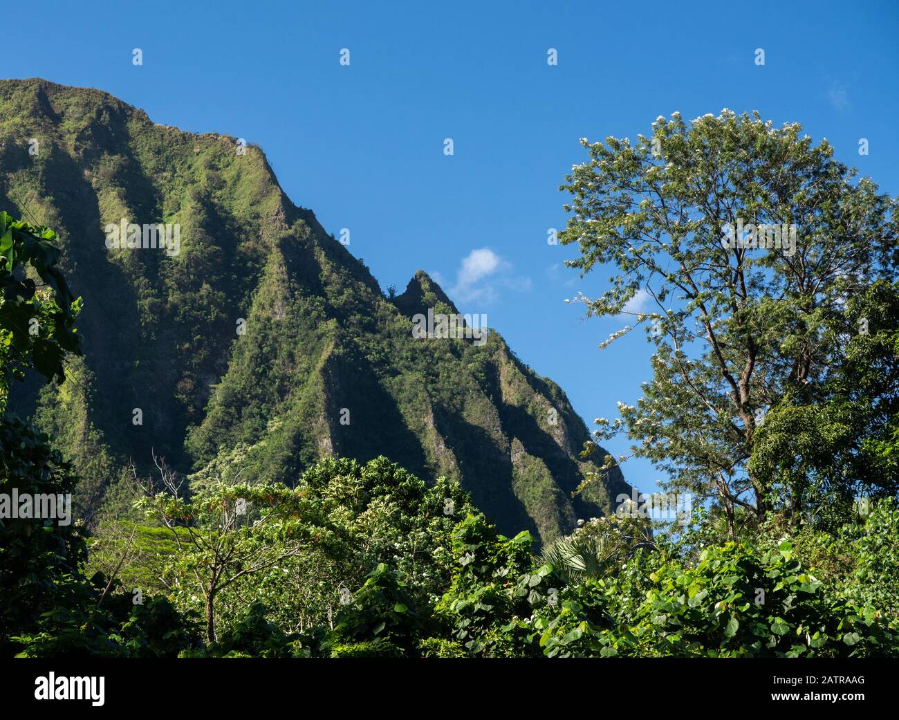 Raised Ridge Tree Steep tree covered mountain ridge rises above the Ho'omaluhia ...