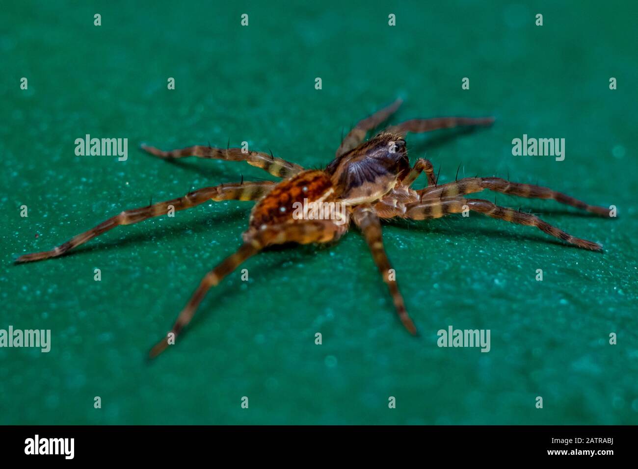 macro-photo of a beautiful spider Stock Photo - Alamy
